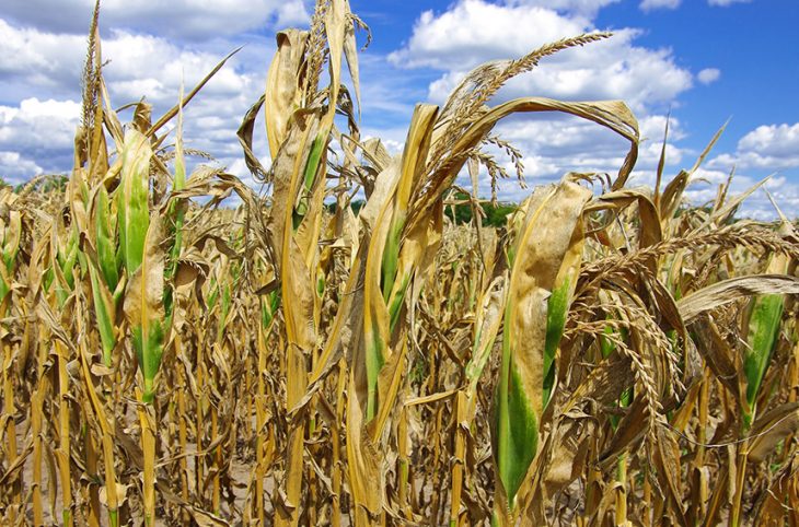 Comment prévenir les effets du changement climatique sur l’agriculture ?