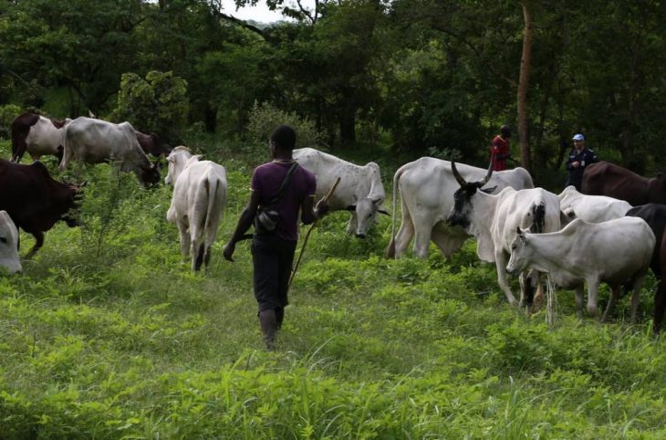 Nola : agriculteurs et éleveurs préviennent les incidents à l’approche de la période de transhumance