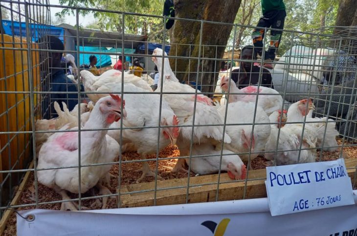 Bouar : l’élevage des poulets de chair, source de revenus de certains jeunes sans emploi