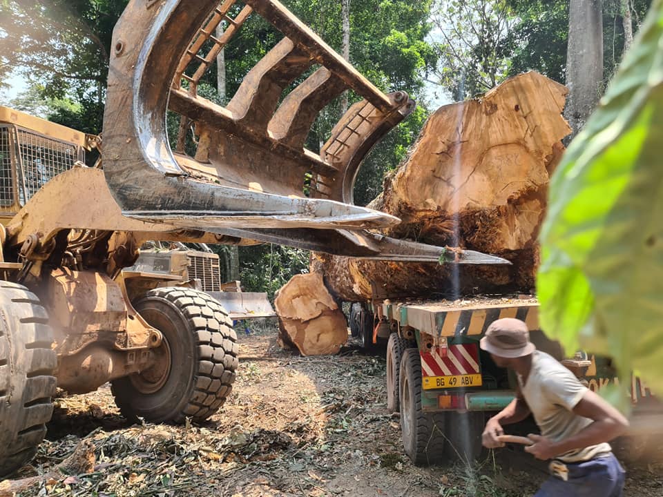 Centrafrique : un nouveau Code forestier en élaboration