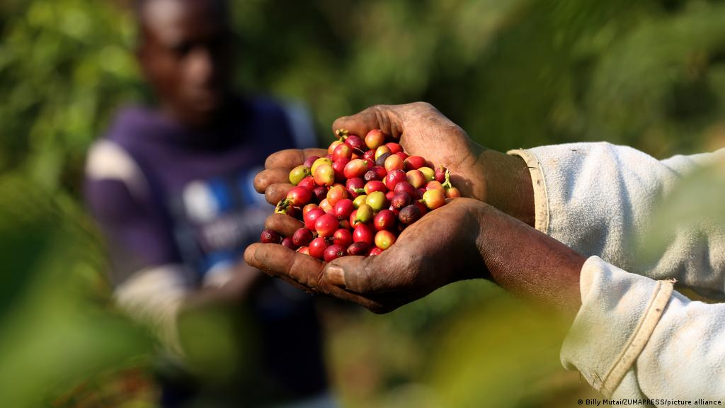 Centrafrique : l’ORCCPA saisit une importante quantité de café destinée au trafic illicite
