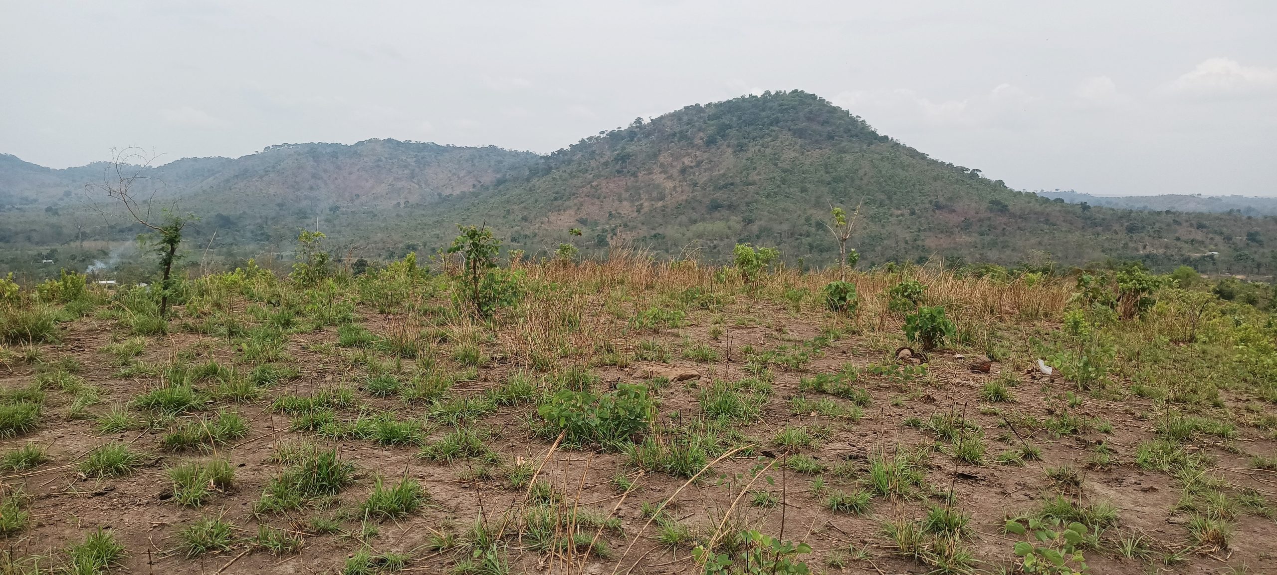Centrafrique : les conséquences de la déforestation inquiètent au village Liton
