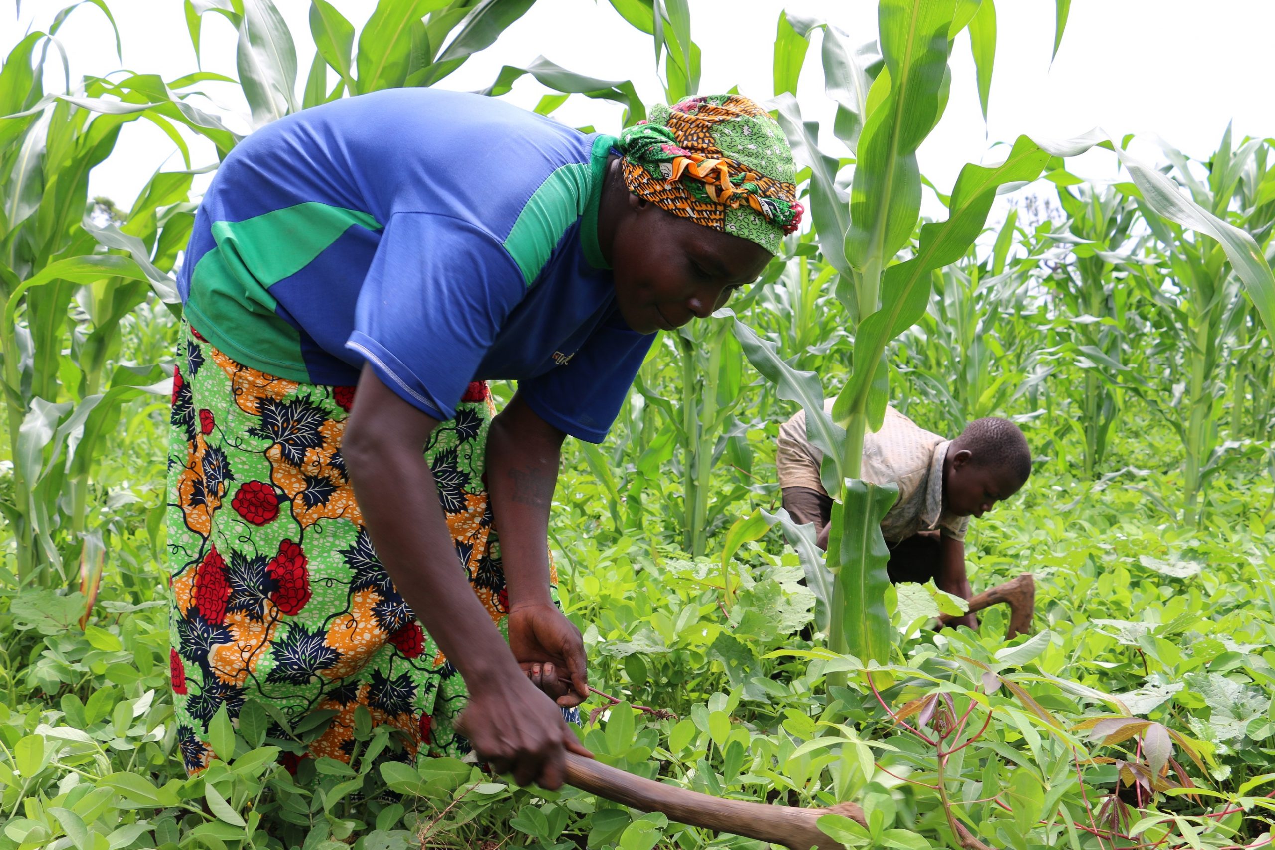 Centrafrique : mauvaise qualité de sol ou des semences ? des agriculteurs déplorent une faible production