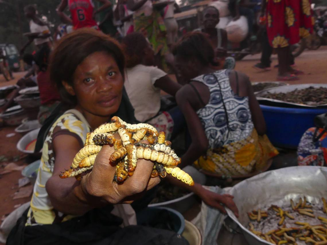 Centrafrique : la déforestation a retardé la reproduction et l’apparition des chenilles