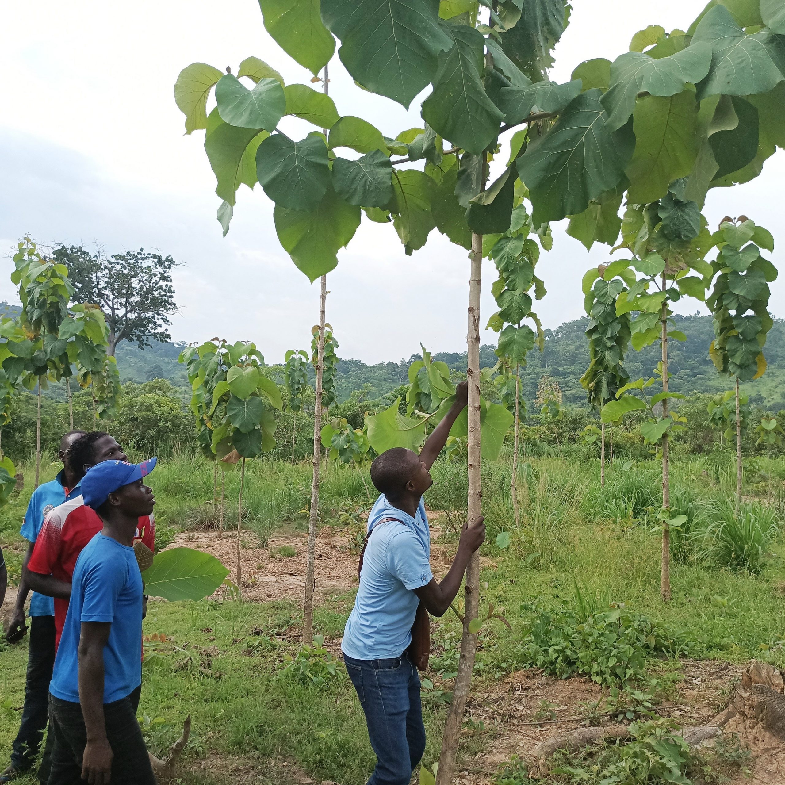 Environnement : à la périphérie de Bangui, des jeunes luttent contre la déforestation par le reboisement