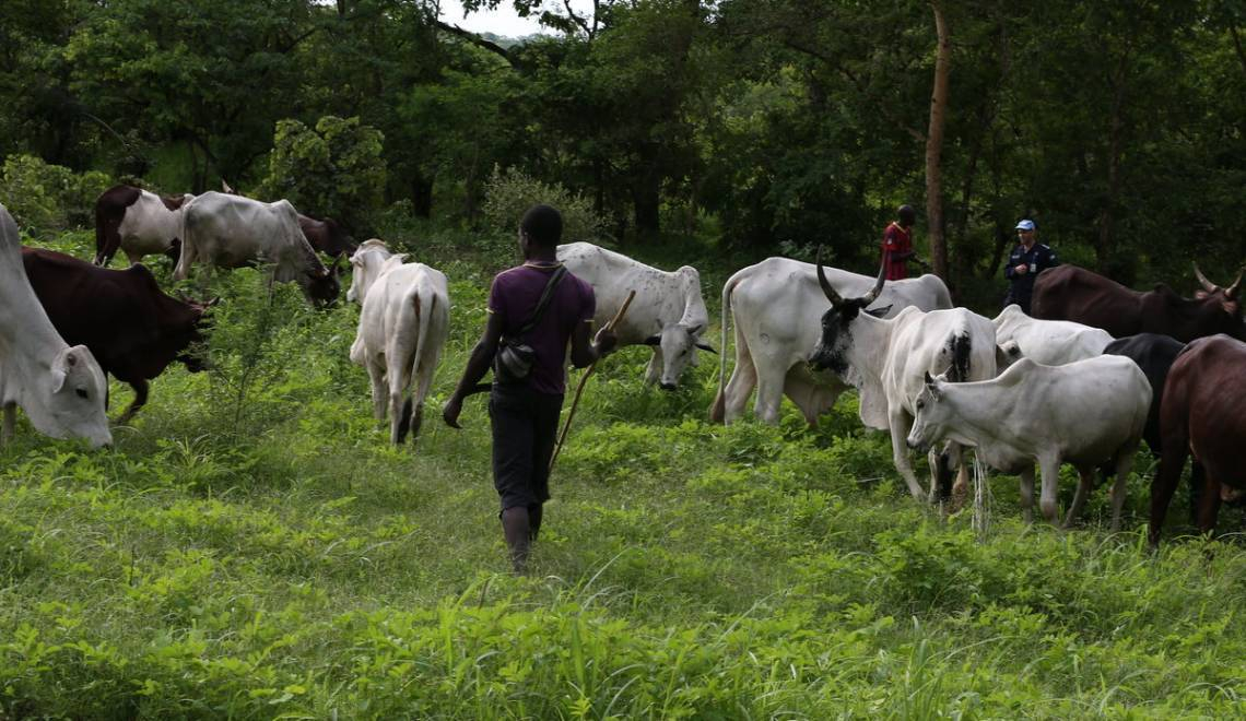 Centrafrique : exaspération des cultivateurs de Rafaï après la destruction de leurs champs par des bœufs