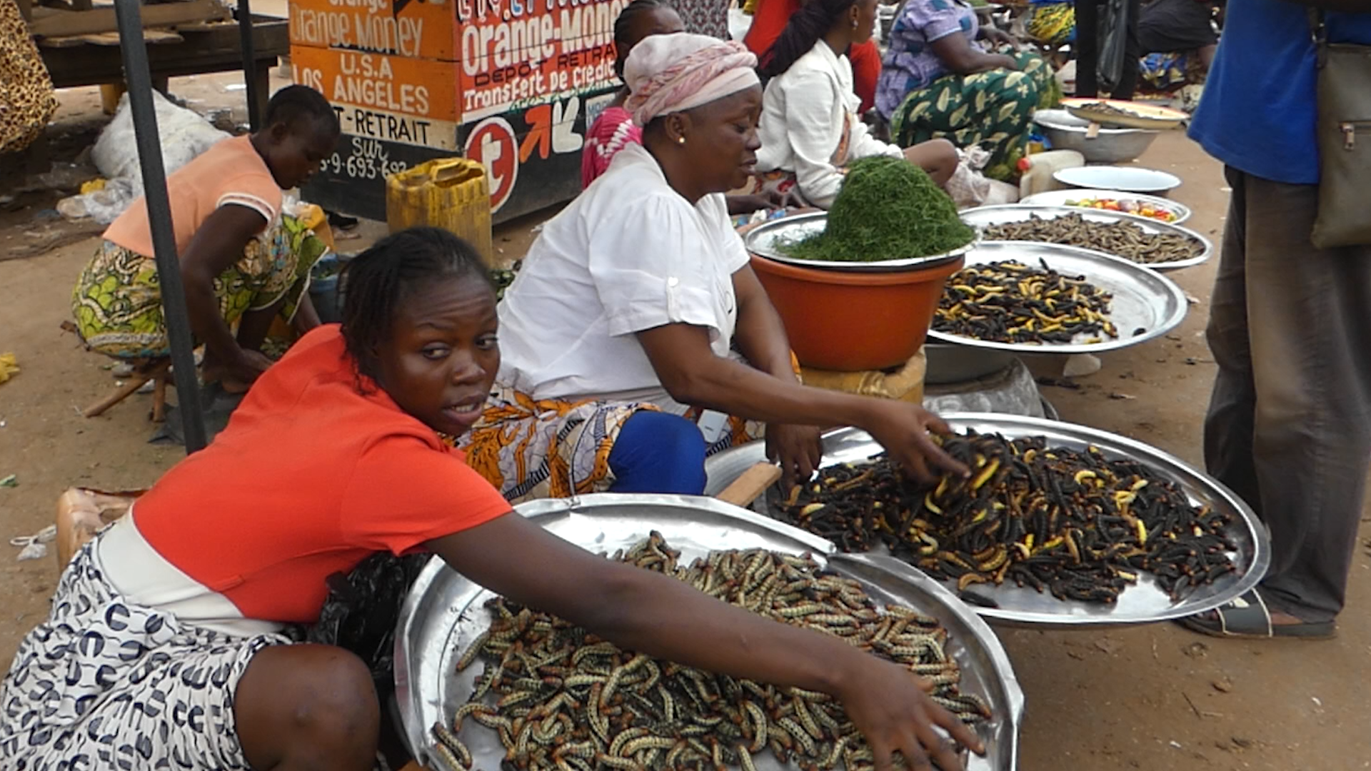 Centrafrique : les chenilles s’invitent de plus en plus au menu à Nola