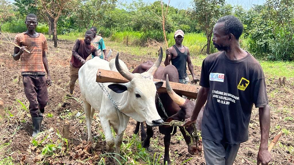 Centrafrique : la culture du sésame pour la relance de l’agriculture à Kaga-Bandoro