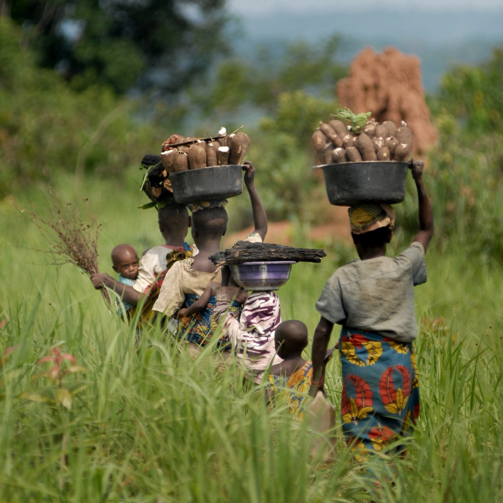 Agriculture et climat : la relance agricole impactée par des aléas climatiques à Kaga-Bandoro 