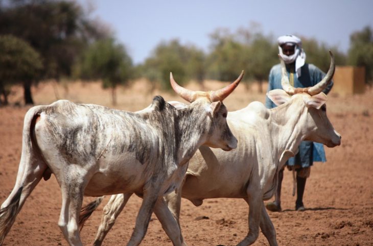 Centrafrique : les autorités et la Minusca encouragent une transhumance sans armes dans l’Ouham-Péndé