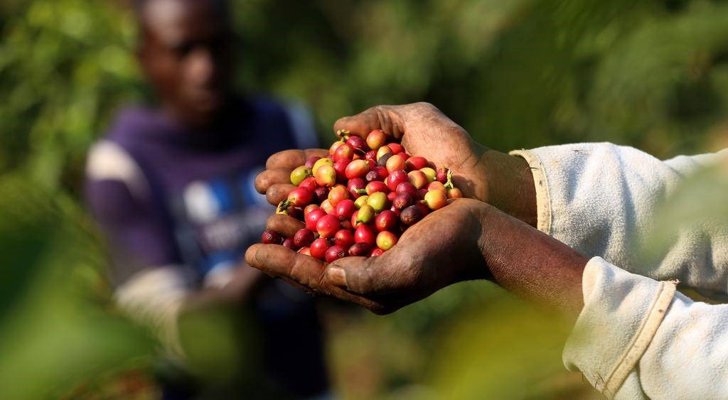 Centrafrique : les caféiculteurs de Mobaye entre déclin et espoir