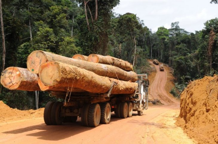 "Cela fait trois ans que nous traquons ce trafiquant illégal de bois"