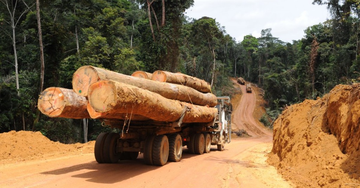 « Cela fait trois ans que nous traquons ce trafiquant illégal de bois »