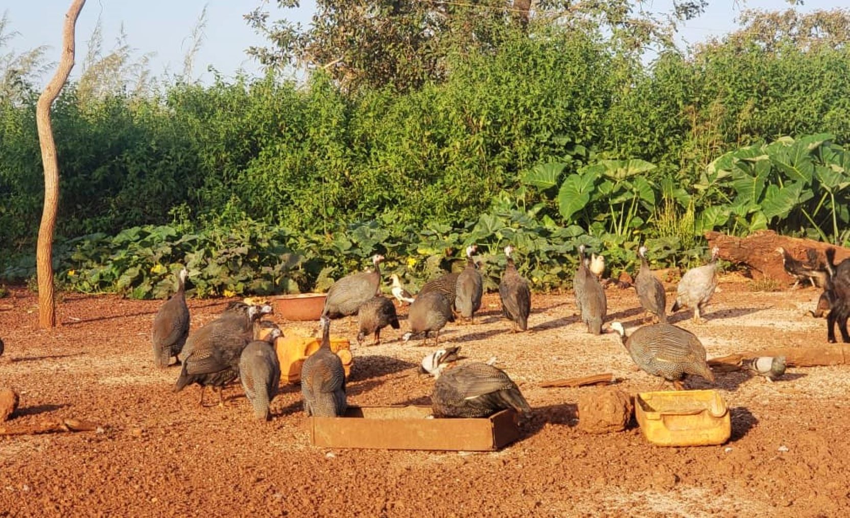 Centrafrique : l’élevage des pintades intéresse de plus en plus à Bria