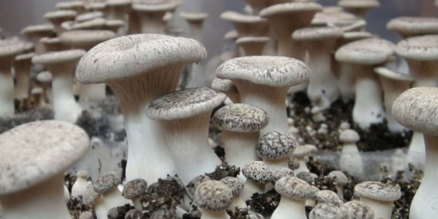 Produire des champignons comestibles pour quelles fins ?