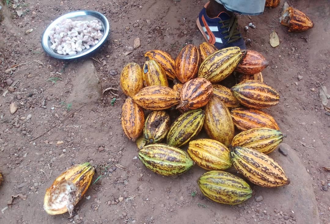 Centrafrique : la culture du cacao en perte de vitesse à Mobaye