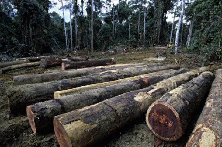 Le FNE dénonce de graves menaces environnementales dans les zones d'exploitations forestières et minières en RCA