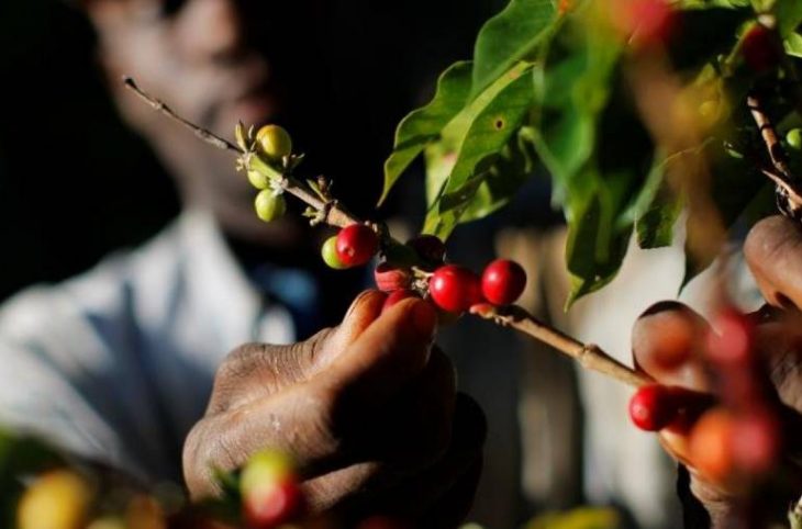 Mag-éco: difficultés liées à la production et à la commercialisation du café