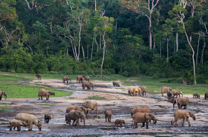 Centrafrique : l’interdiction du commerce de la viande de brousse crée des tensions entre vendeuses et éco-gardes à Bayanga