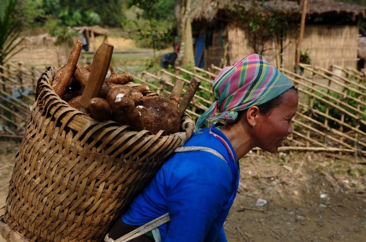 Bilan des activités agricoles de l'ACDA et la culture de banane plantain