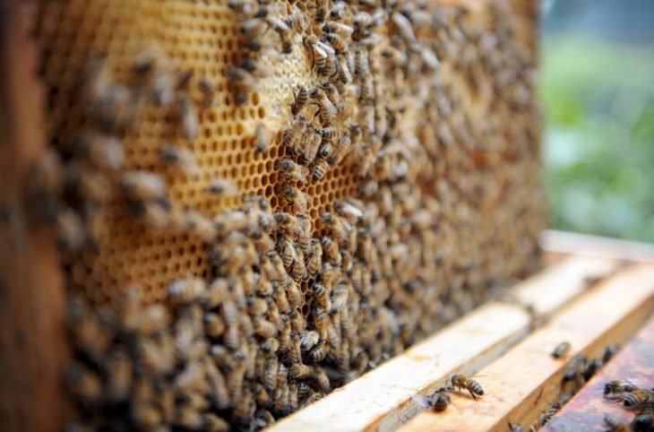 L'élevage des abeilles ou l'apiculture