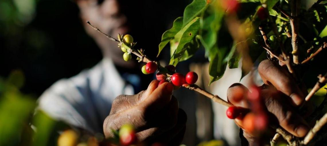 Centrafrique : les caféiculteurs de Mobaye s’inquiètent de la baisse du prix de leurs produits sur le marché local