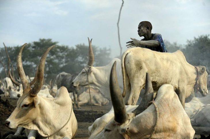 Les avantages et les conséquences de la transhumance