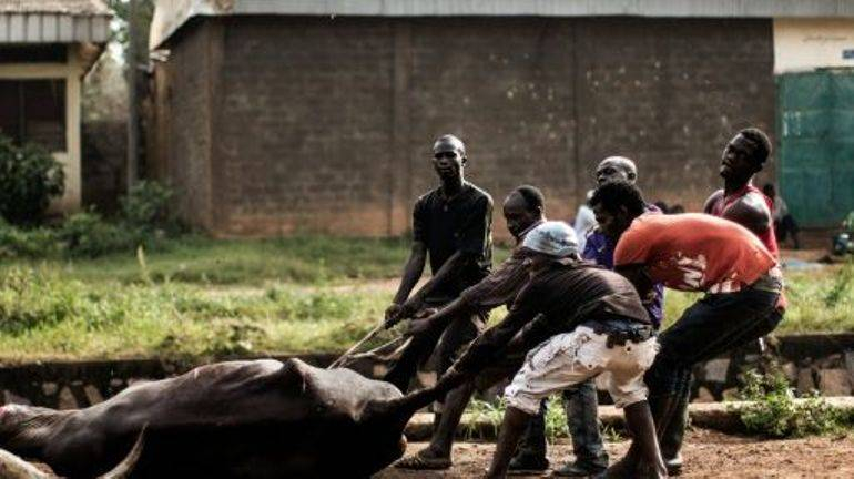 Bangassou : l’abattage clandestin des bœufs dans les quartiers inquiète la population