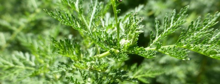 L'artemesia, une plante médicinale de lutte contre le paludisme